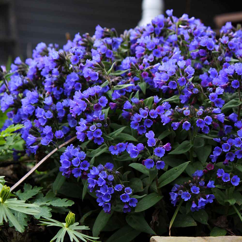 Plamanarica (Pulmonaria angustifolia) Blue Ensign, planta perena de umbra cu flori albastre intense, ideala pentru gradini rustice