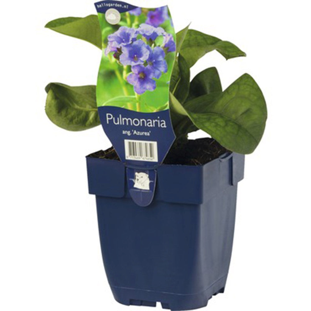 Plamanarica (Pulmonaria angustifolia) Blue Ensign, planta perena de umbra cu flori albastre intense, ideala pentru gradini rustice