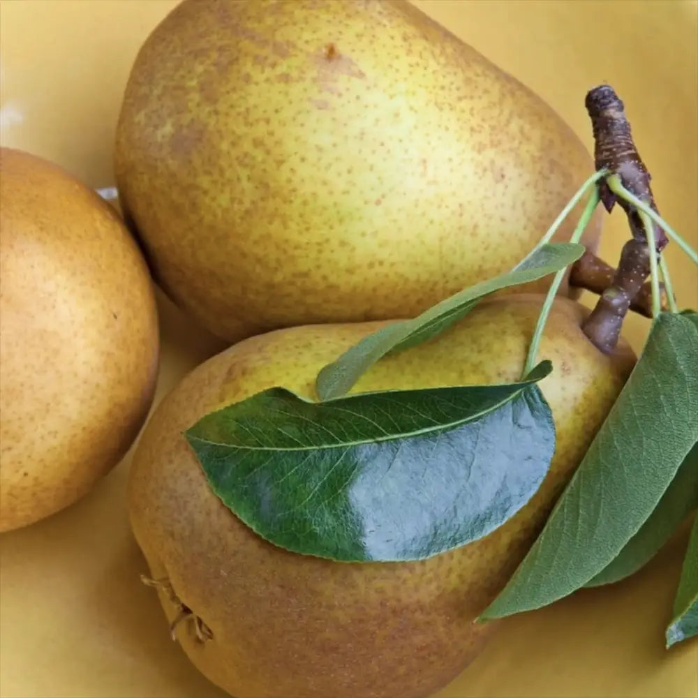 Par Beurre Hardy (Pyrus Communis), cu fructe dulci verzi, an 2 pe rod