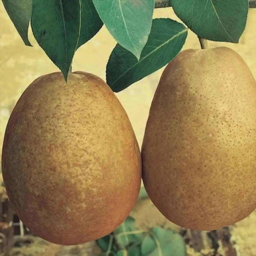 Par Beurre Hardy (Pyrus Communis), cu fructe dulci verzi, an 2 pe rod