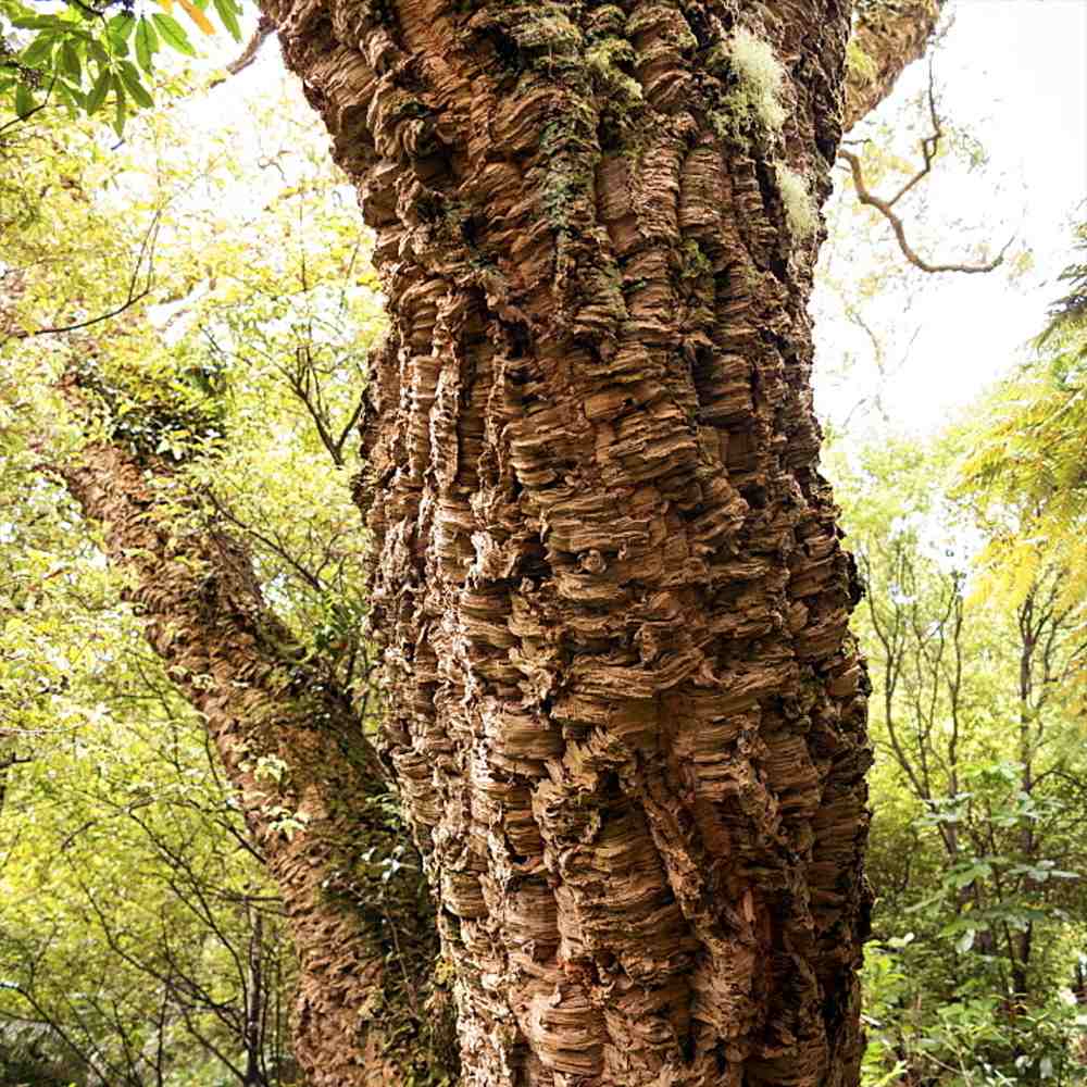 Stejar de pluta Ornamental (Quercus Suber), scoarta groasa de pluta naturala, vesnic verde, rezistent, decor gradina