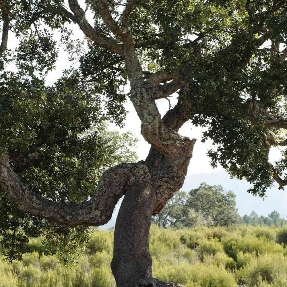 Stejar de pluta Ornamental (Quercus Suber), scoarta groasa de pluta naturala, vesnic verde, rezistent, decor gradina