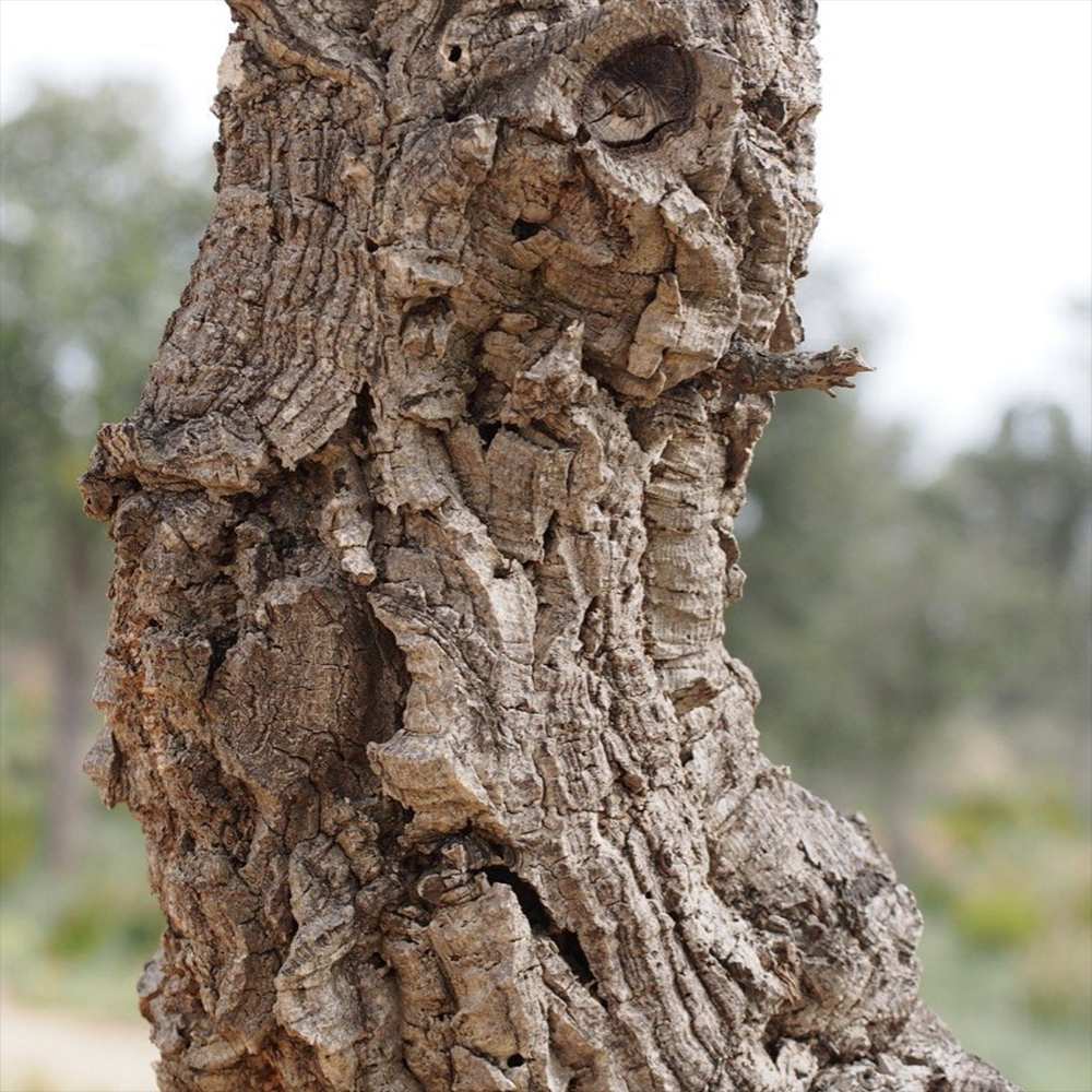 Stejar de pluta Ornamental (Quercus Suber), scoarta groasa de pluta naturala, vesnic verde, rezistent, decor gradina