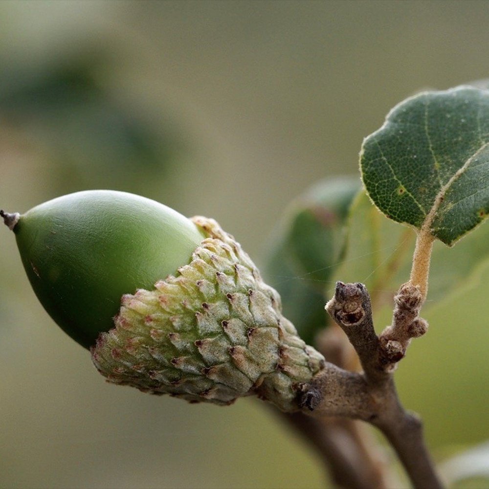 Stejar de pluta Ornamental (Quercus Suber), scoarta groasa de pluta naturala, vesnic verde, rezistent, decor gradina