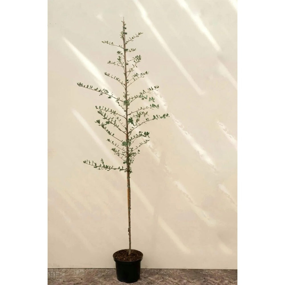 Stejar de pluta Ornamental (Quercus Suber), scoarta groasa de pluta naturala, vesnic verde, rezistent, decor gradina