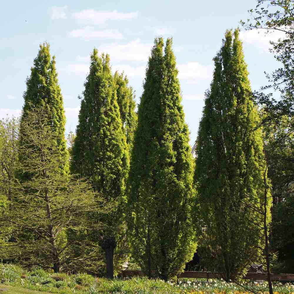 Stejar Columnar Englezesc Fastigiata Koster, arbore ornamental rezistent crestere lenta