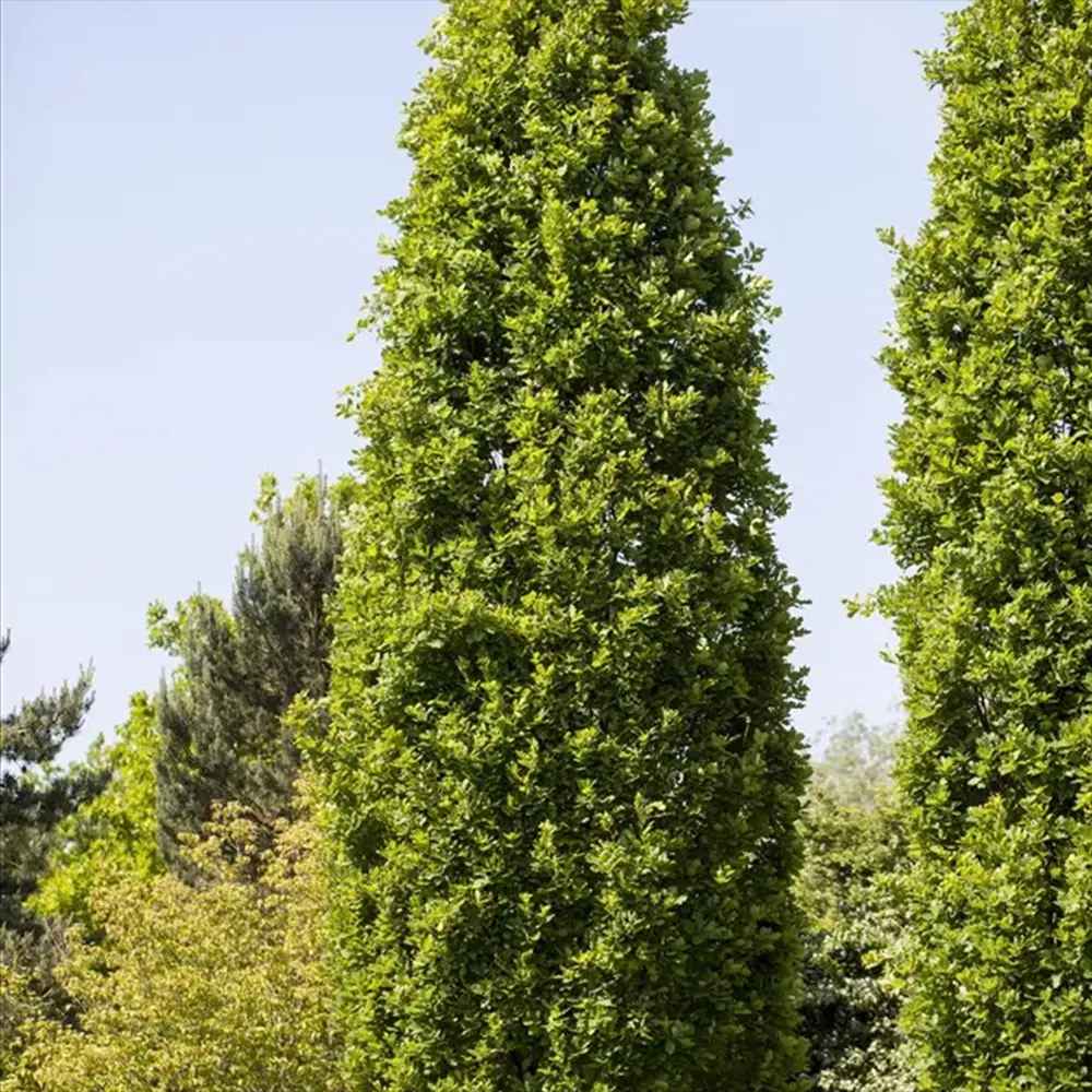 Stejar Columnar Englezesc Fastigiata Koster, arbore ornamental rezistent crestere lenta