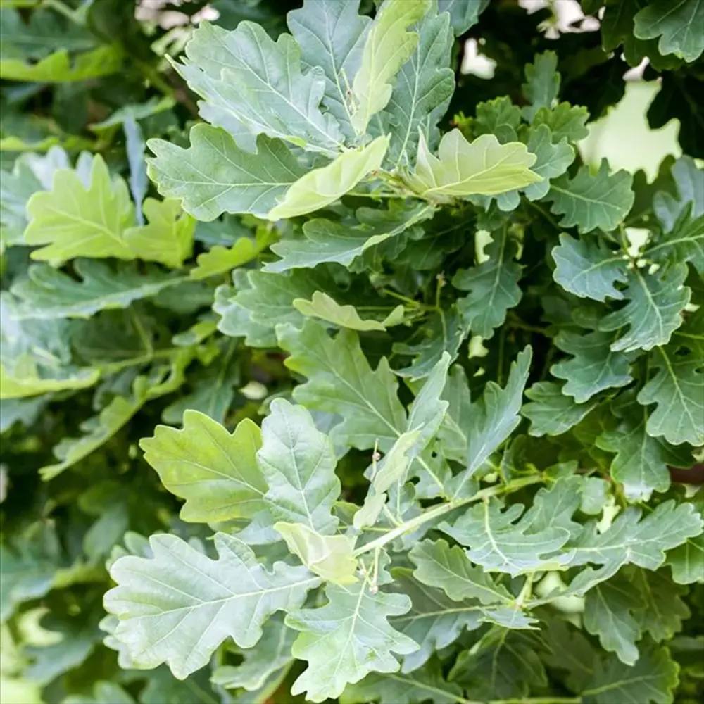 Stejar Columnar Englezesc Fastigiata Koster, arbore ornamental rezistent crestere lenta