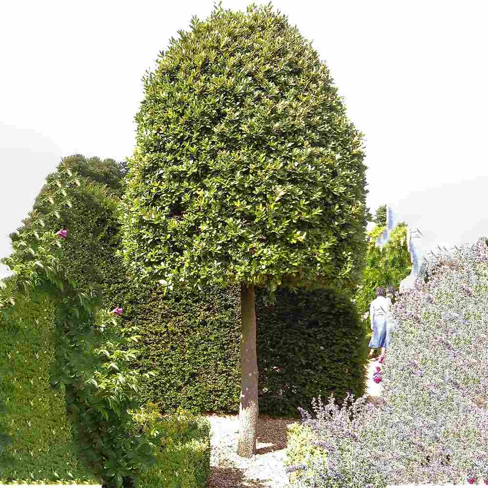 Stejar de stanca (Quercus Ilex), vesnic verde, rezistent la seceta si ger, arbore decorativ cu ghinde