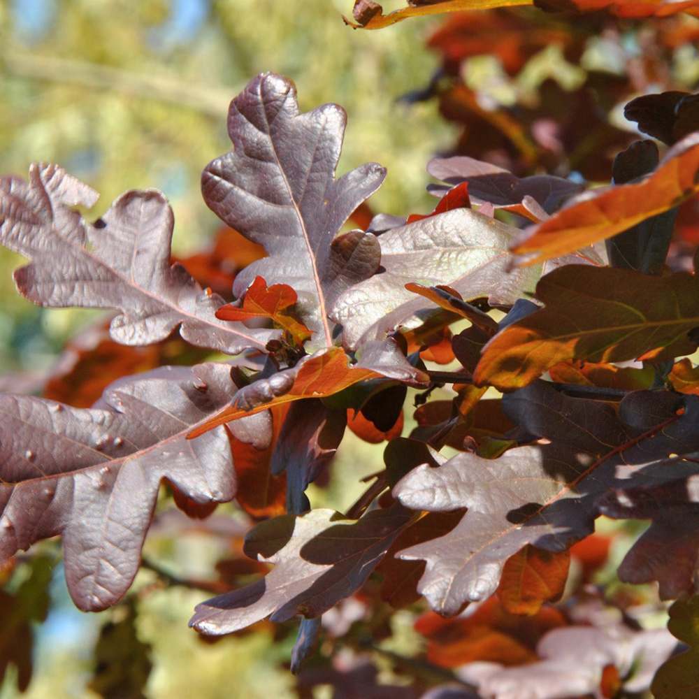 Stejar Rosu (Quercus Robur Purpurascens), decorativ cu frunze purpurii, rezistent la frig, crestere moderata