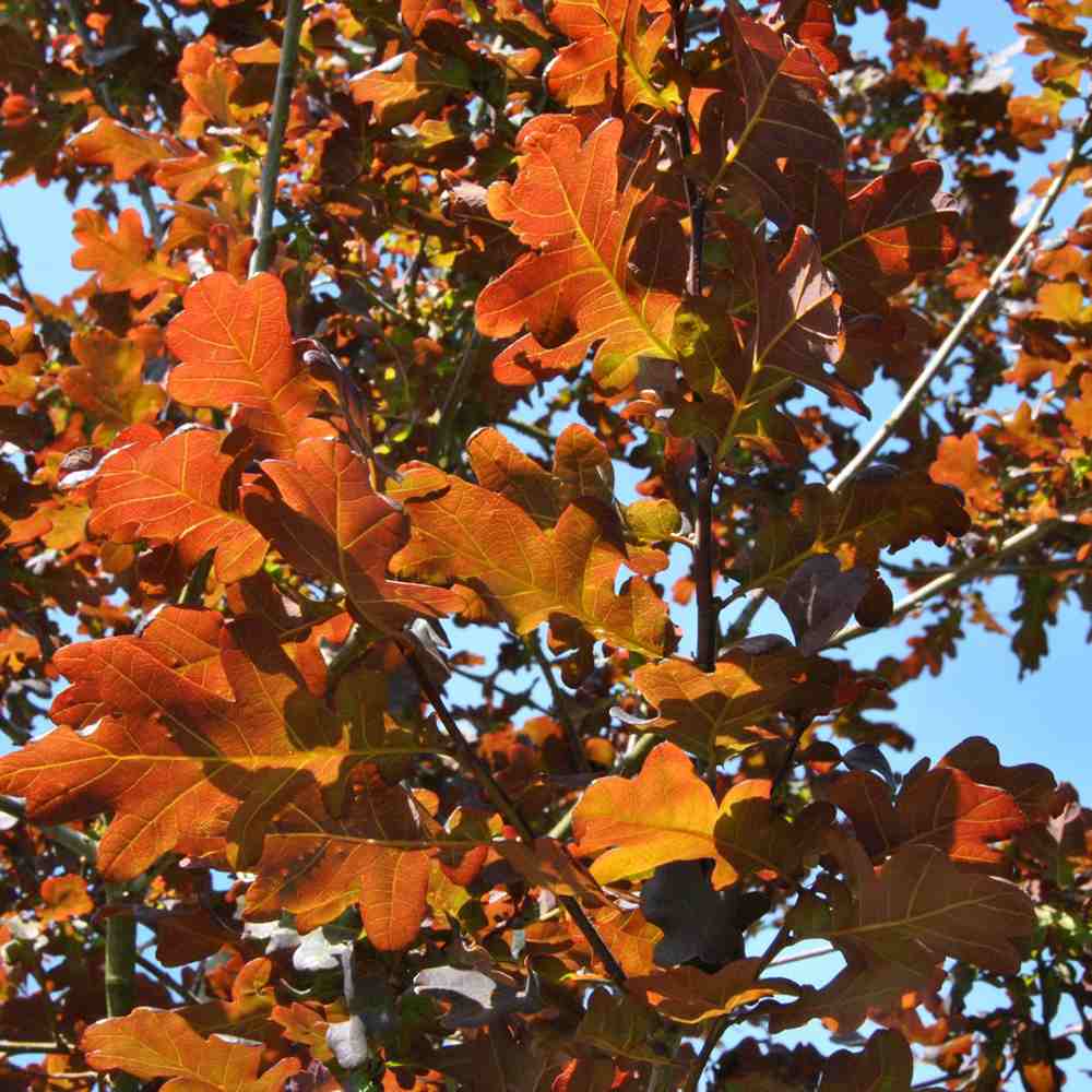 Stejar Rosu (Quercus Robur Purpurascens), decorativ cu frunze purpurii, rezistent la frig, crestere moderata