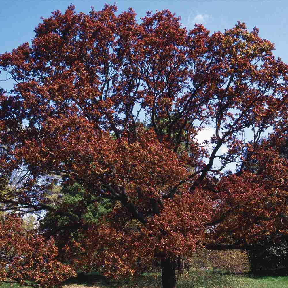 Stejar Rosu (Quercus Robur Purpurascens), decorativ cu frunze purpurii, rezistent la frig, crestere moderata