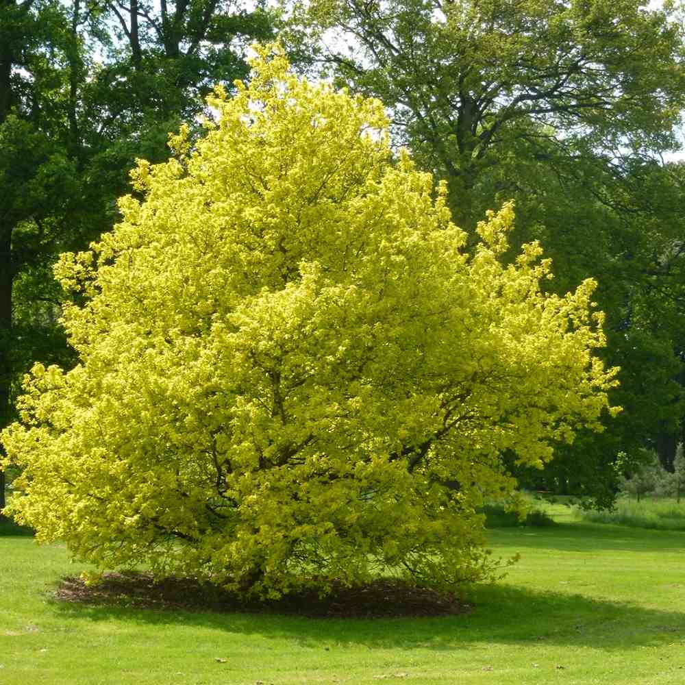 Stejar Rosu Boltes Gold, cu frunzis auriu, colorit de toamna