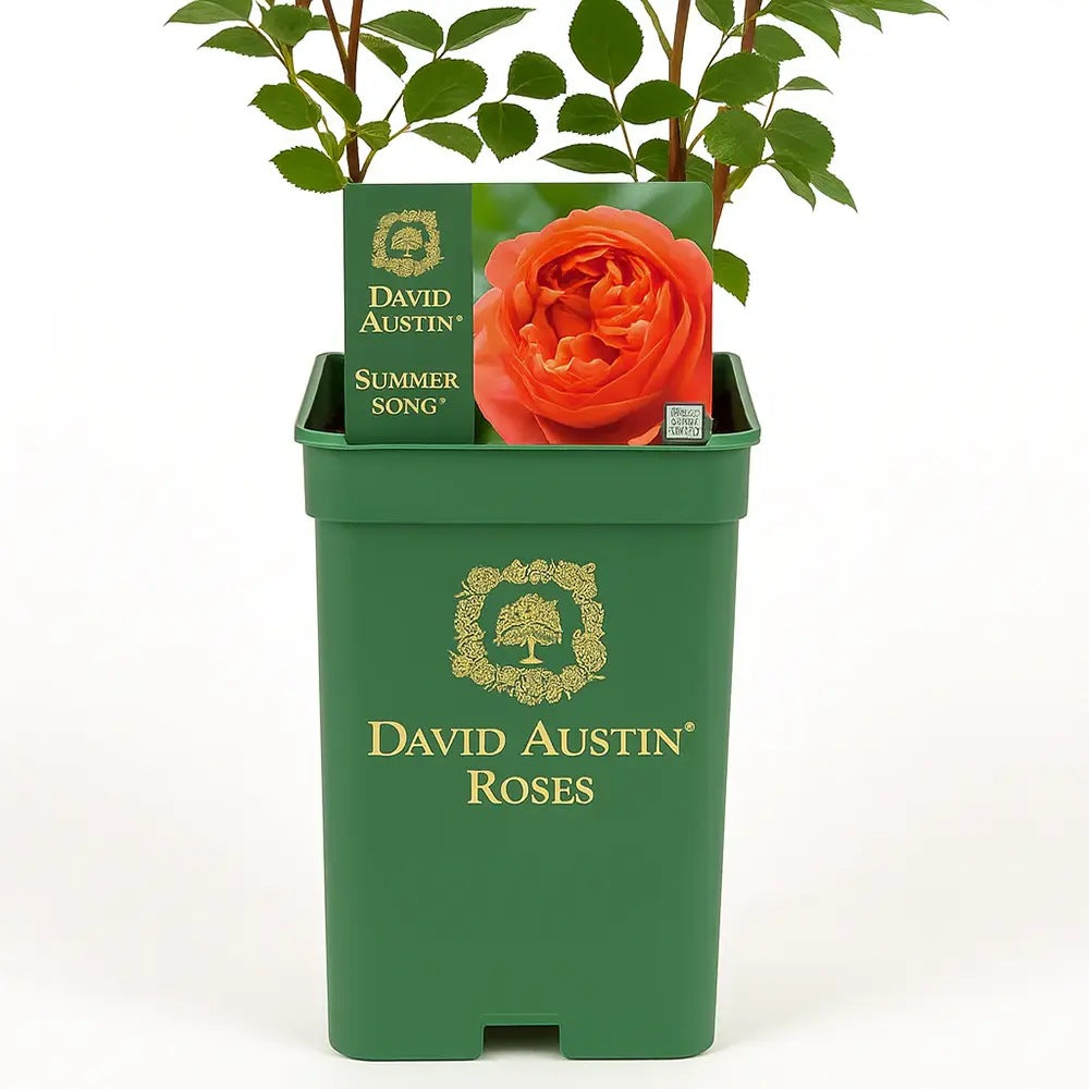 Trandafir englezesc David Austin Summer Song - trandafir portocaliu intens, flori duble, parfum exotic, inflorire repetata