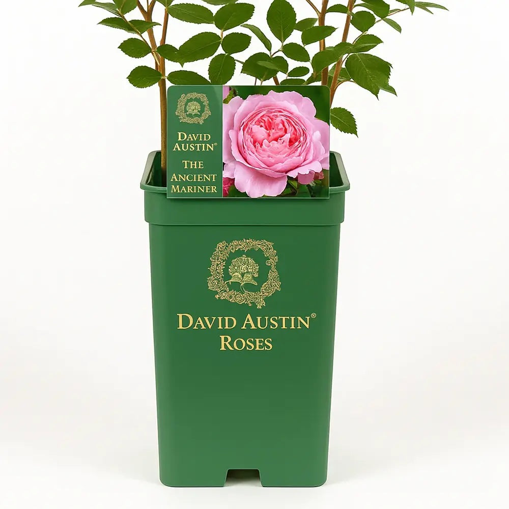 Trandafir englezesc David Austin The Ancient Mariner - trandafir roz intens, flori duble, parfum puternic, inflorire repetata