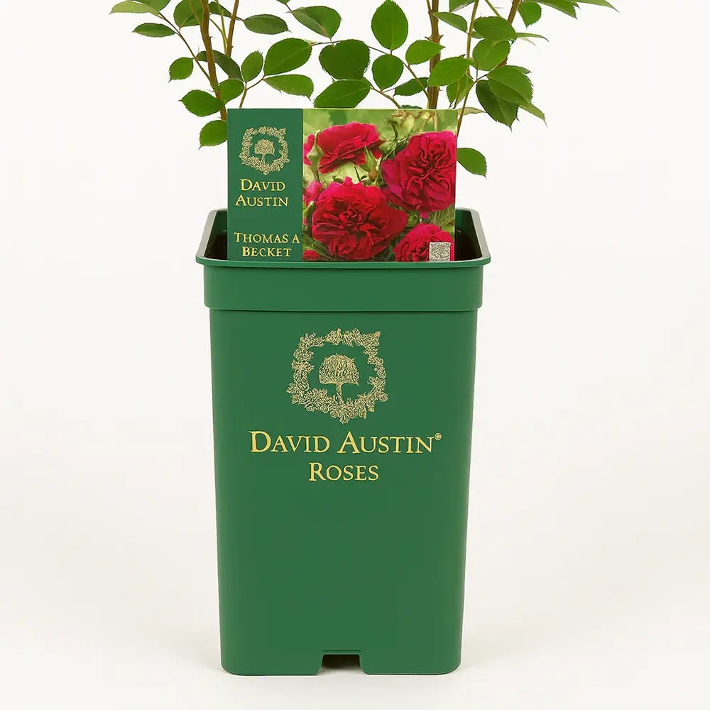 Trandafir englezesc David Austin Thomas à Becket - trandafir rosu-magenta intens, flori semi-duble, parfum puternic, inflorire repetata