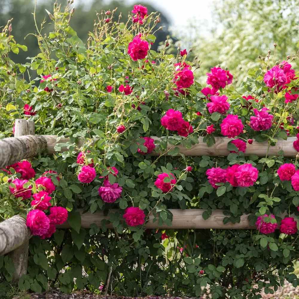 Trandafir englezesc David Austin Thomas à Becket - trandafir rosu-magenta intens, flori semi-duble, parfum puternic, inflorire repetata