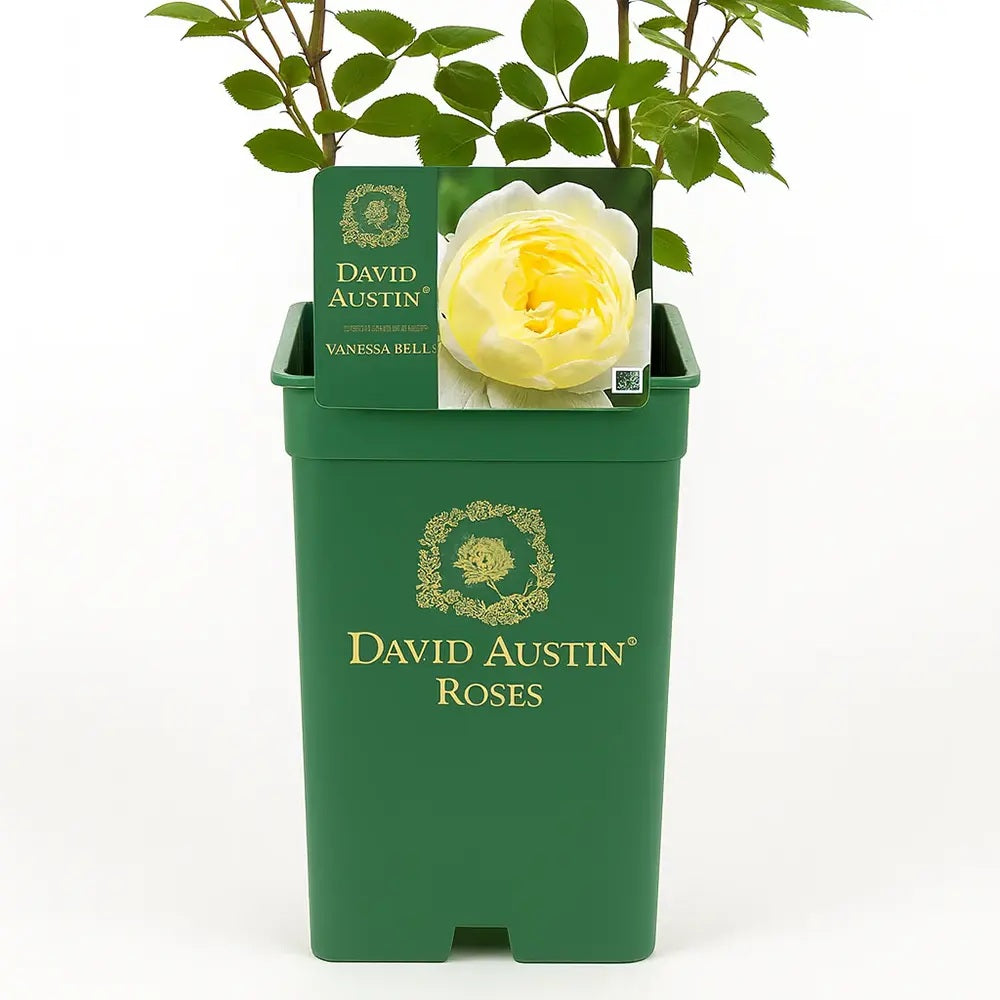 Trandafir englezesc David Austin Vanessa Bell - trandafir galben pal, flori delicate, parfum de ceai, inflorire repetata