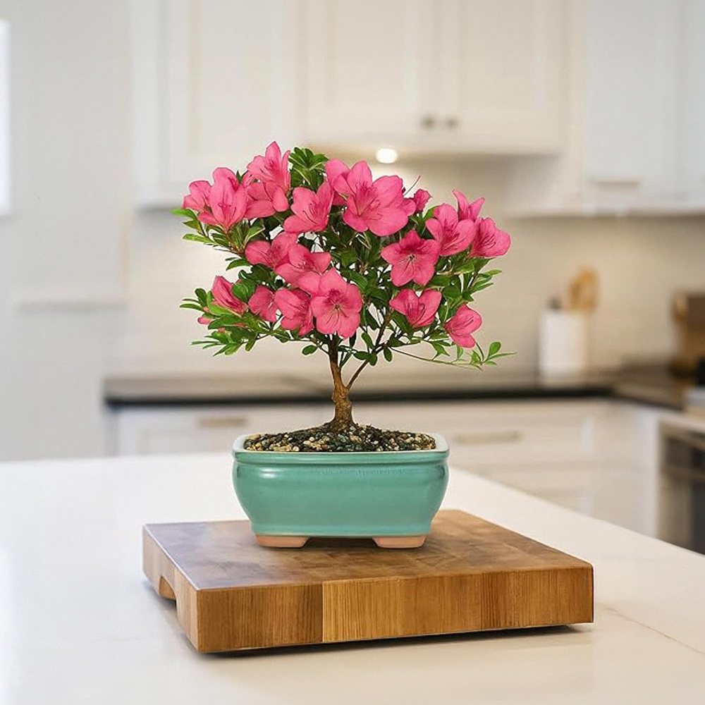 Rhododendron Indicum Bonsai, azalee japoneza bonsai cu flori decorative roz