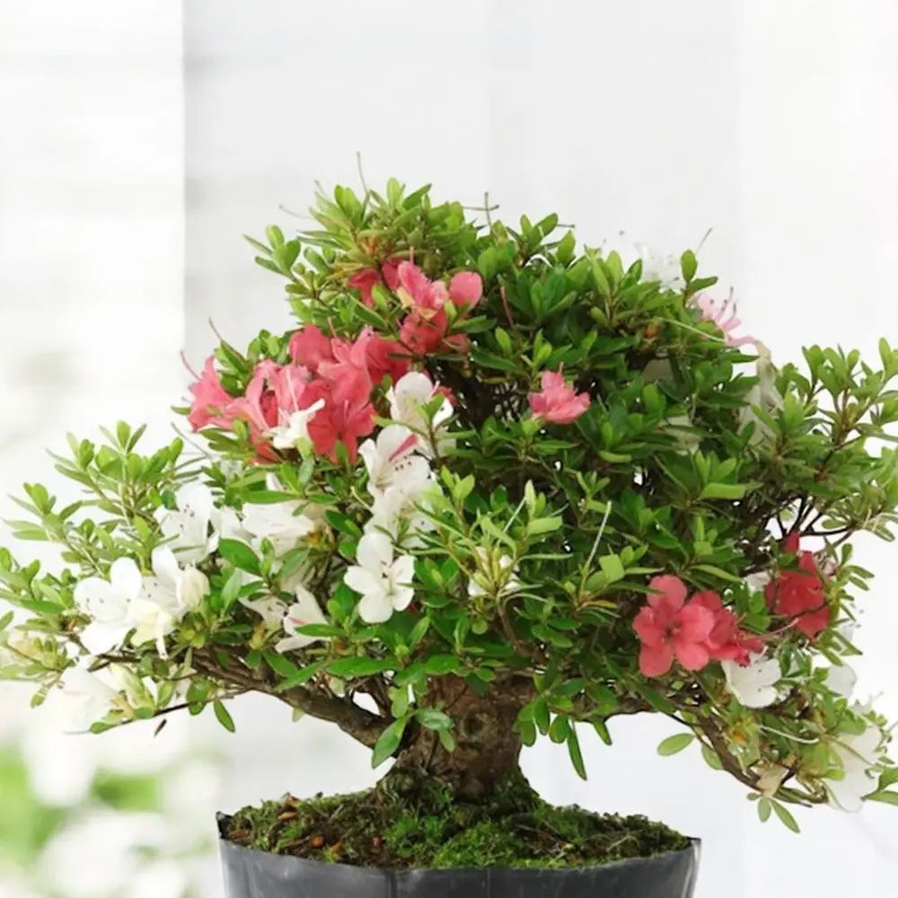 Rhododendron Indicum Bonsai, azalee japoneza bonsai cu flori decorative roz