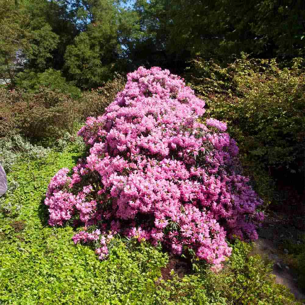 Azaleee Japoneza (Rhododendron) Graziella, flori roz, arbust vesnic verde, inflorire primavara, prefera semi-umbra si sol acid