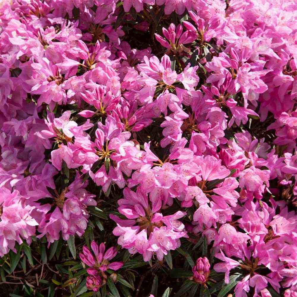Azaleee Japoneza (Rhododendron) Graziella, flori roz, arbust vesnic verde, inflorire primavara, prefera semi-umbra si sol acid