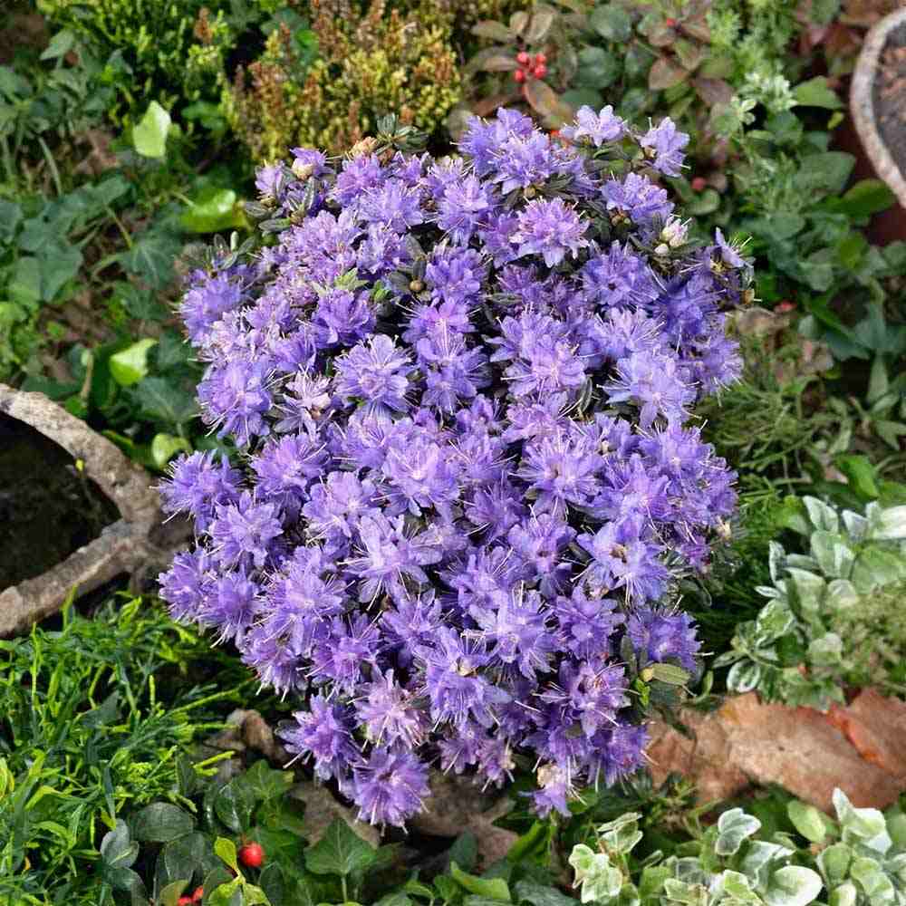 Azaleee Japoneza (Rhododendron) Azurika, flori mov-violet, arbust vesnic verde, inflorire primavara, prefera semi-umbra si sol acid