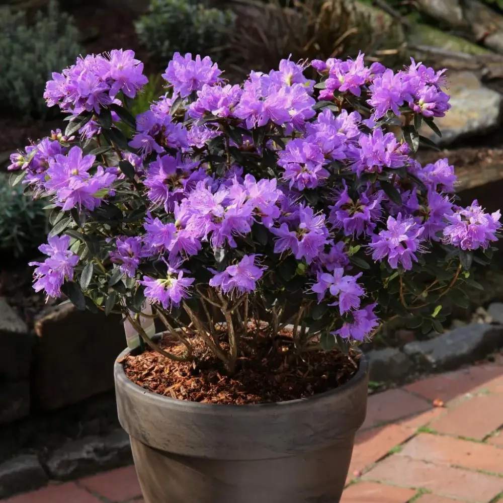 Azaleee Japoneza (Rhododendron) Azurika, flori mov-violet, arbust vesnic verde, inflorire primavara, prefera semi-umbra si sol acid