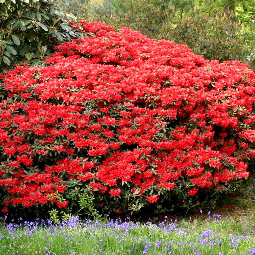 Azaleea Japoneza (Rhododendron) Baden Baden, cu flori rosu intens mari, arbust vesnic verde pentru gradini acide si semiumbra