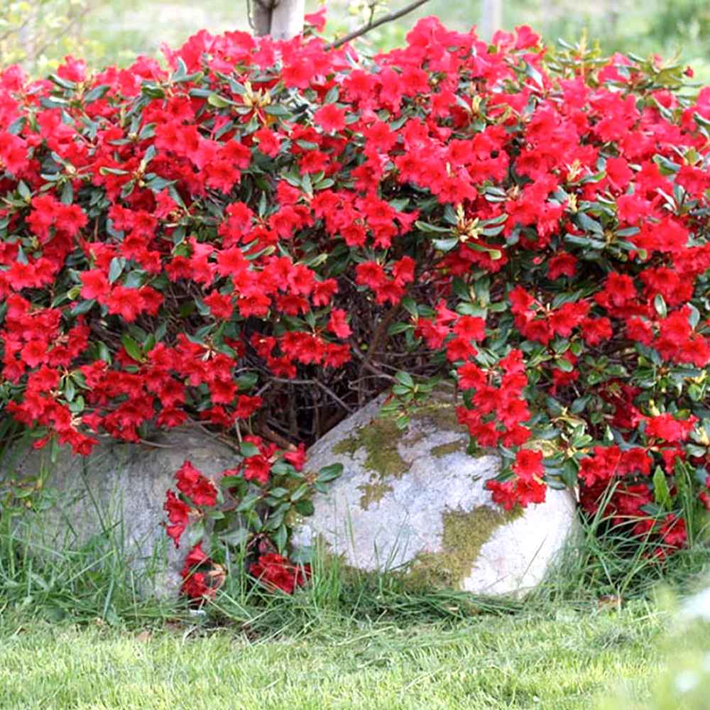 Azaleea Japoneza (Rhododendron) Baden Baden, cu flori rosu intens mari, arbust vesnic verde pentru gradini acide si semiumbra