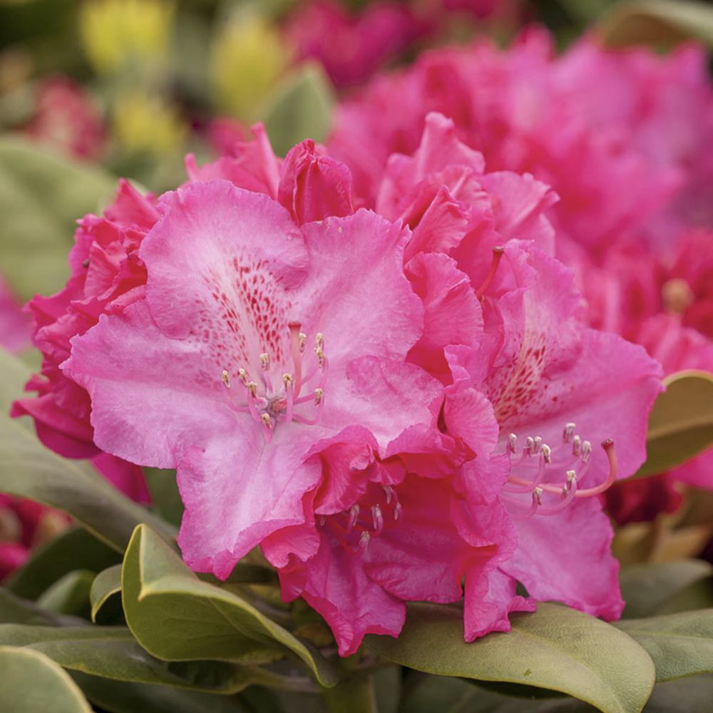 Azaleea Japoneza (Rhododendron) Germania, cu flori roz intens mari, arbust vesnic verde pentru gradini acide si semiumbra