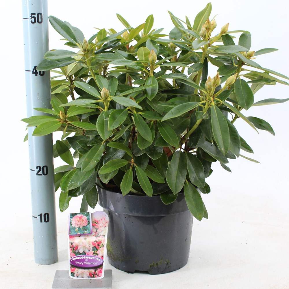 Azaleea Japoneza (Rhododendron) Percy Wiseman, arbust compact cu flori roz somon schimbatoare, vesnic verde pentru sol acid si semiumbra