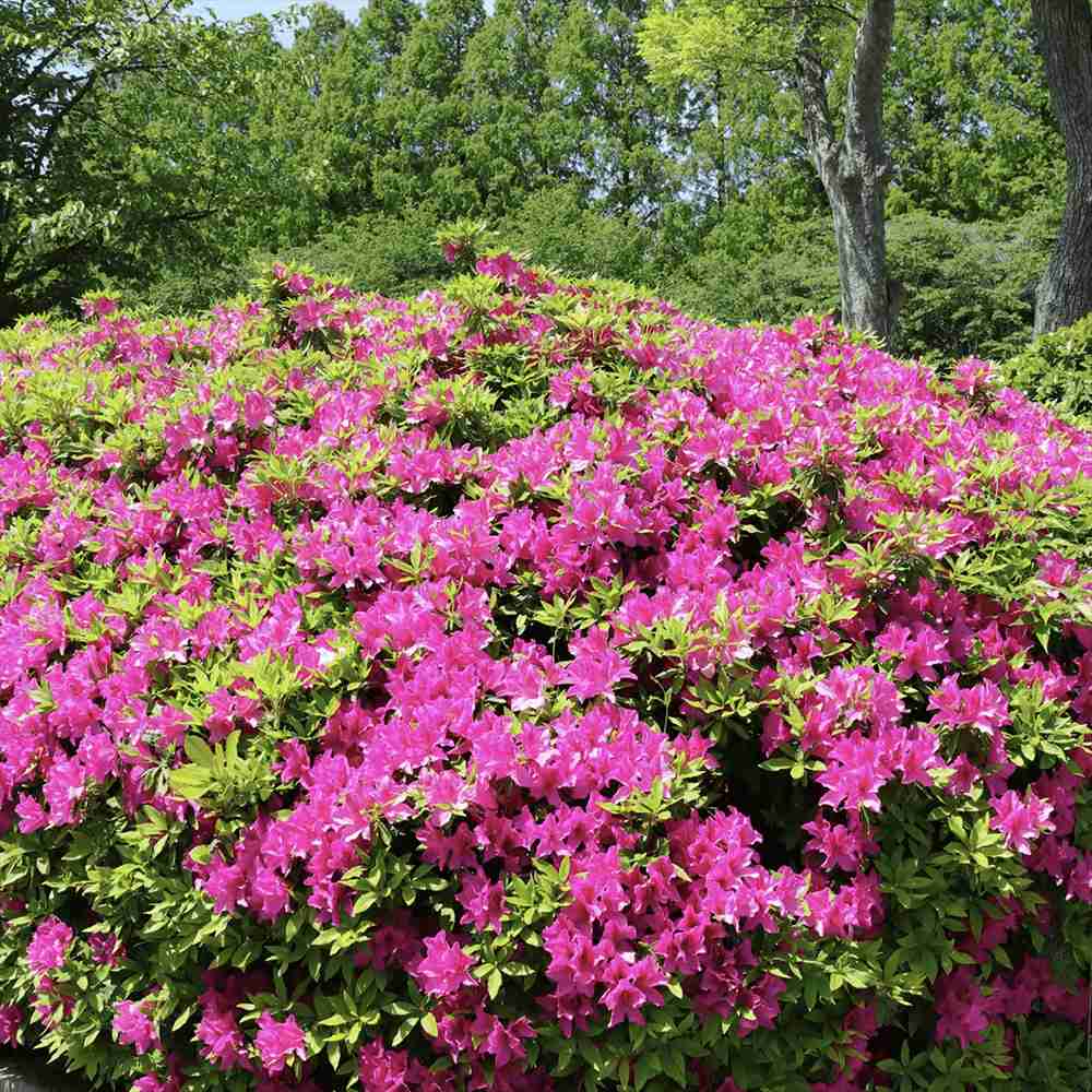 Azaleea japoneza (Rhododendron) Jolie Madame