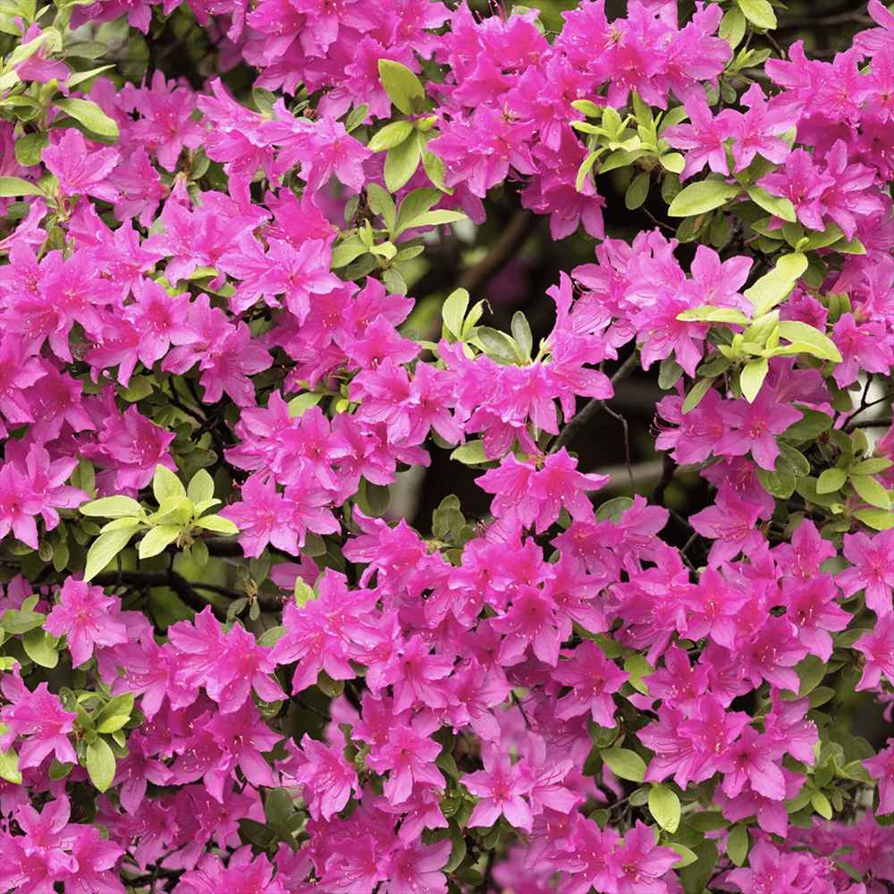 Azaleea japoneza (Rhododendron) Jolie Madame