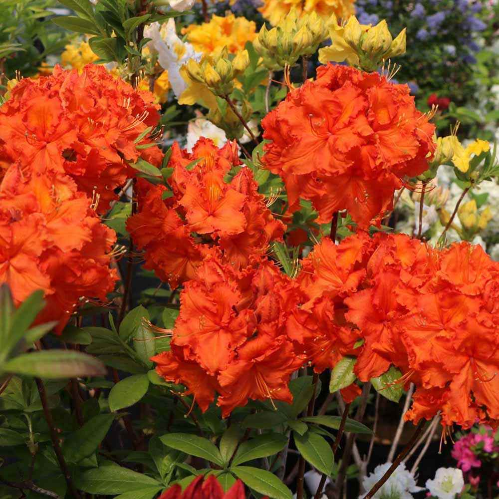 Azaleea Japoneza (Rhododendron) Fireball, cu flori portocalii-rosiatic, rezistent la frig