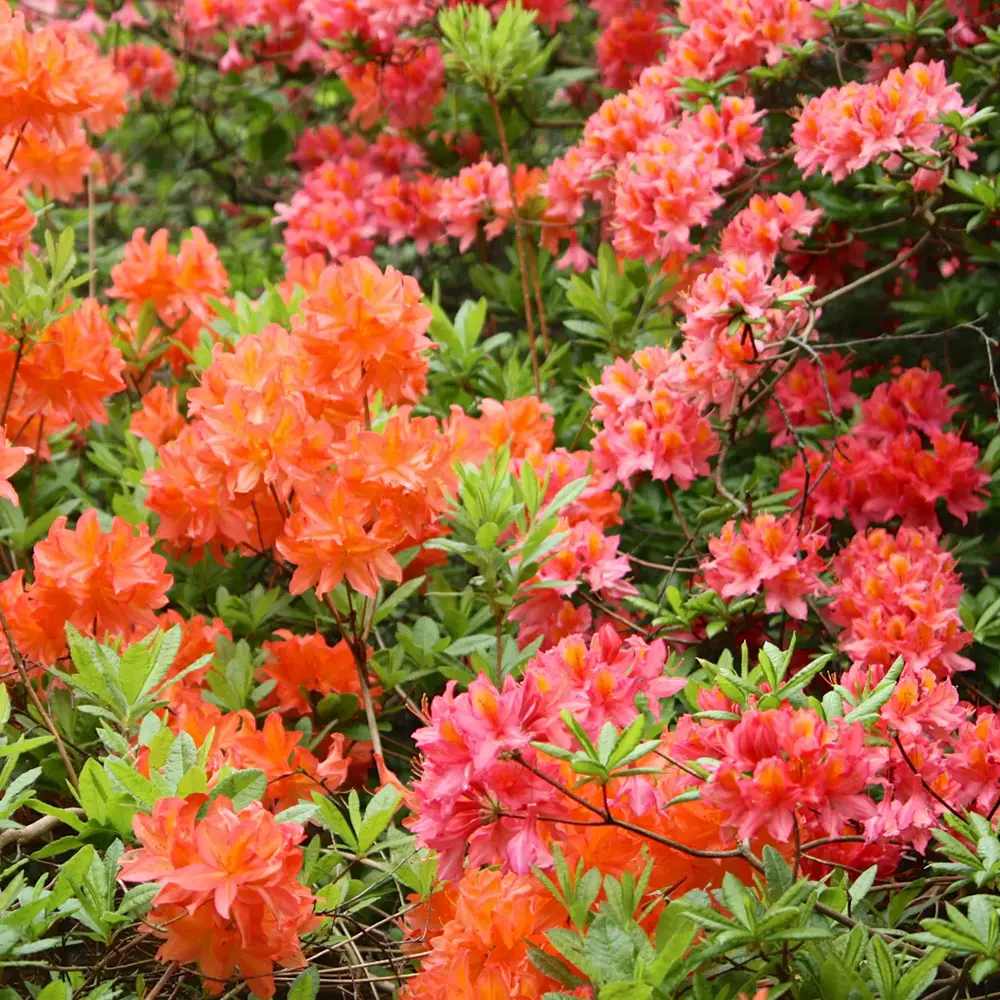 Azaleea Japoneza (Rhododendron) Fireball, cu flori portocalii-rosiatic, rezistent la frig