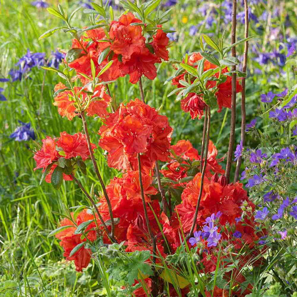 Azaleea Japoneza (Rhododendron) Fireball, cu flori portocalii-rosiatic, rezistent la frig