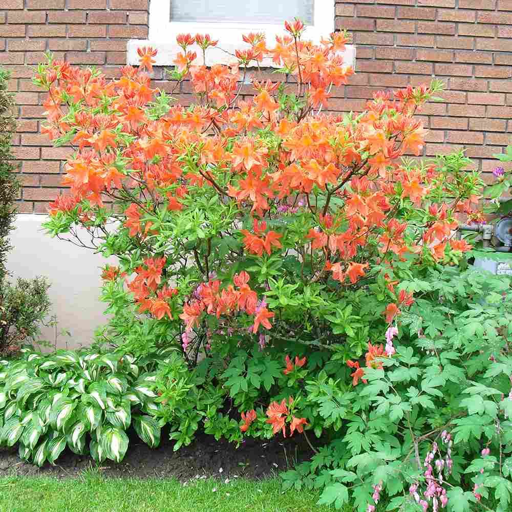 Azaleea Japoneza (Rhododendron) Fireball, cu flori portocalii-rosiatic, rezistent la frig
