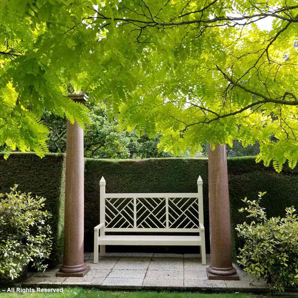 Salcam ornamental galbena Frisia, cu frunze galbene-aurie