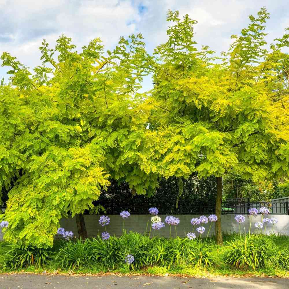 Salcam ornamental galbena Frisia, cu frunze galbene-aurie