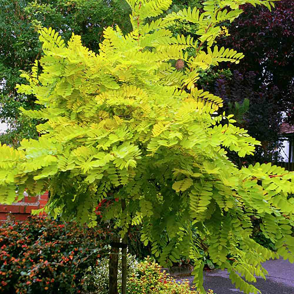 Salcam ornamental galbena Frisia, cu frunze galbene-aurie