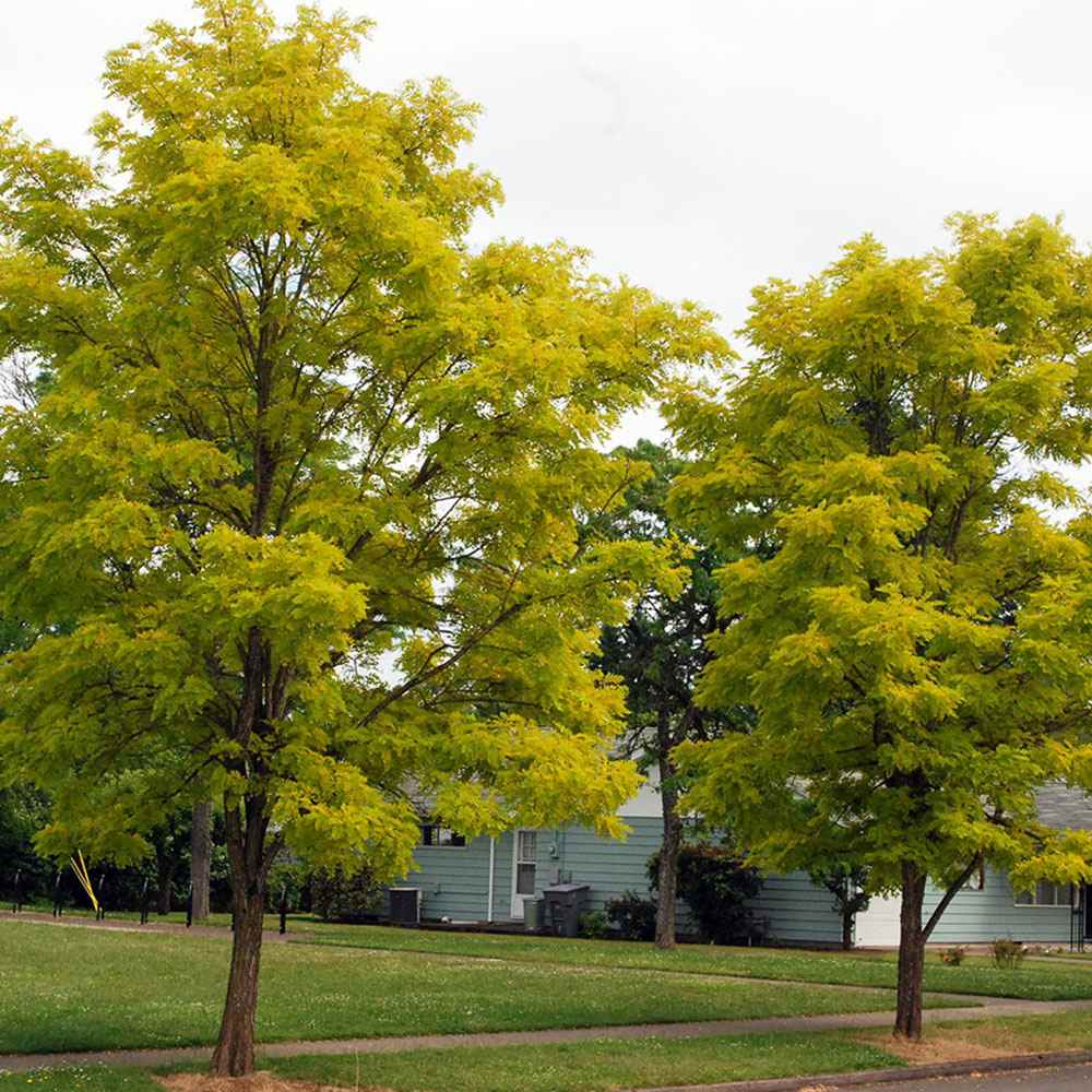 Salcam ornamental galbena Frisia, cu frunze galbene-aurie