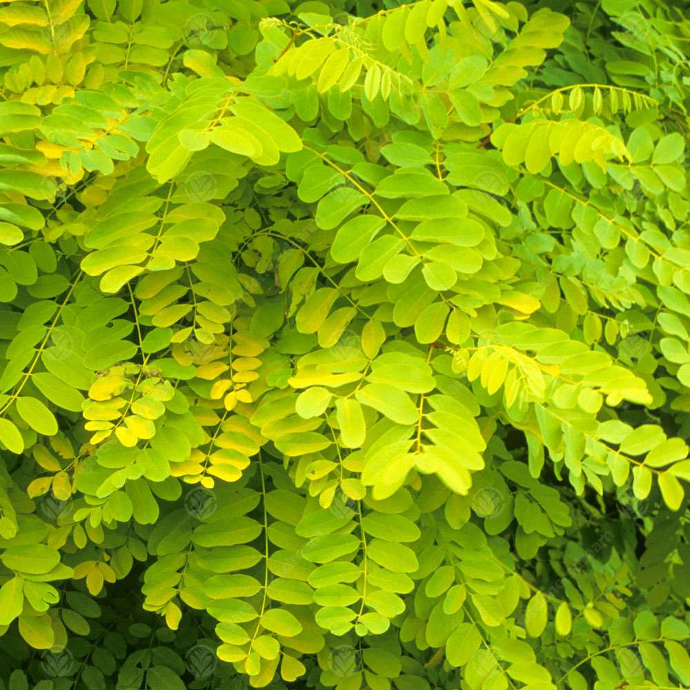 Salcam ornamental galbena Frisia, cu frunze galbene-aurie