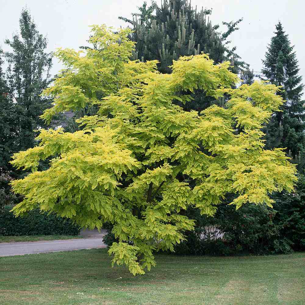 Salcam ornamental galbena Frisia, cu frunze galbene-aurie