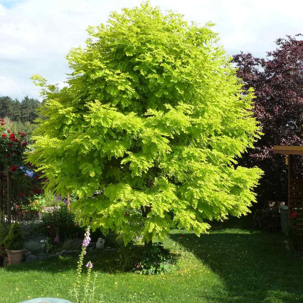 Salcam ornamental galbena Frisia, cu frunze galbene-aurie