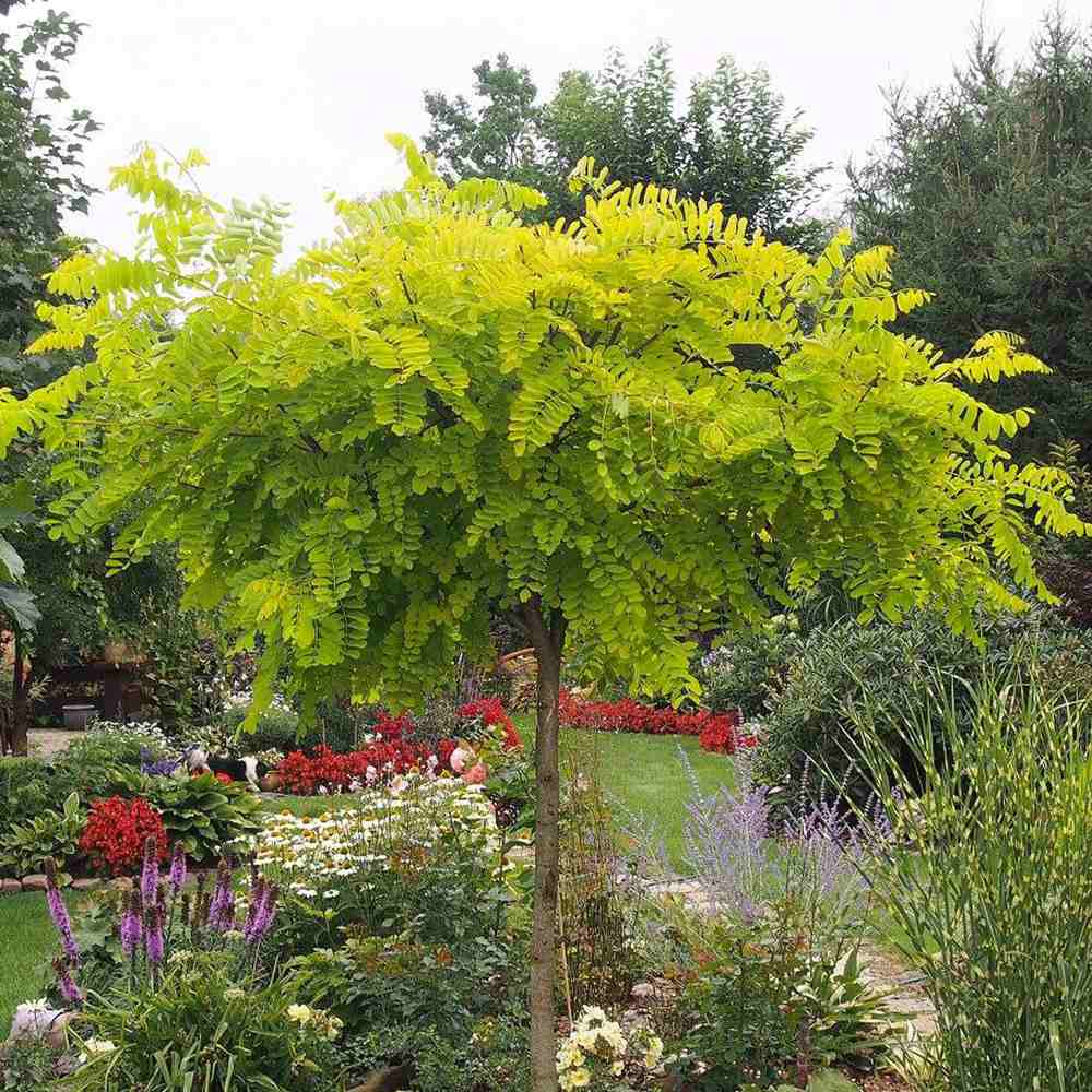 Salcam ornamental galbena Frisia, cu frunze galbene-aurie