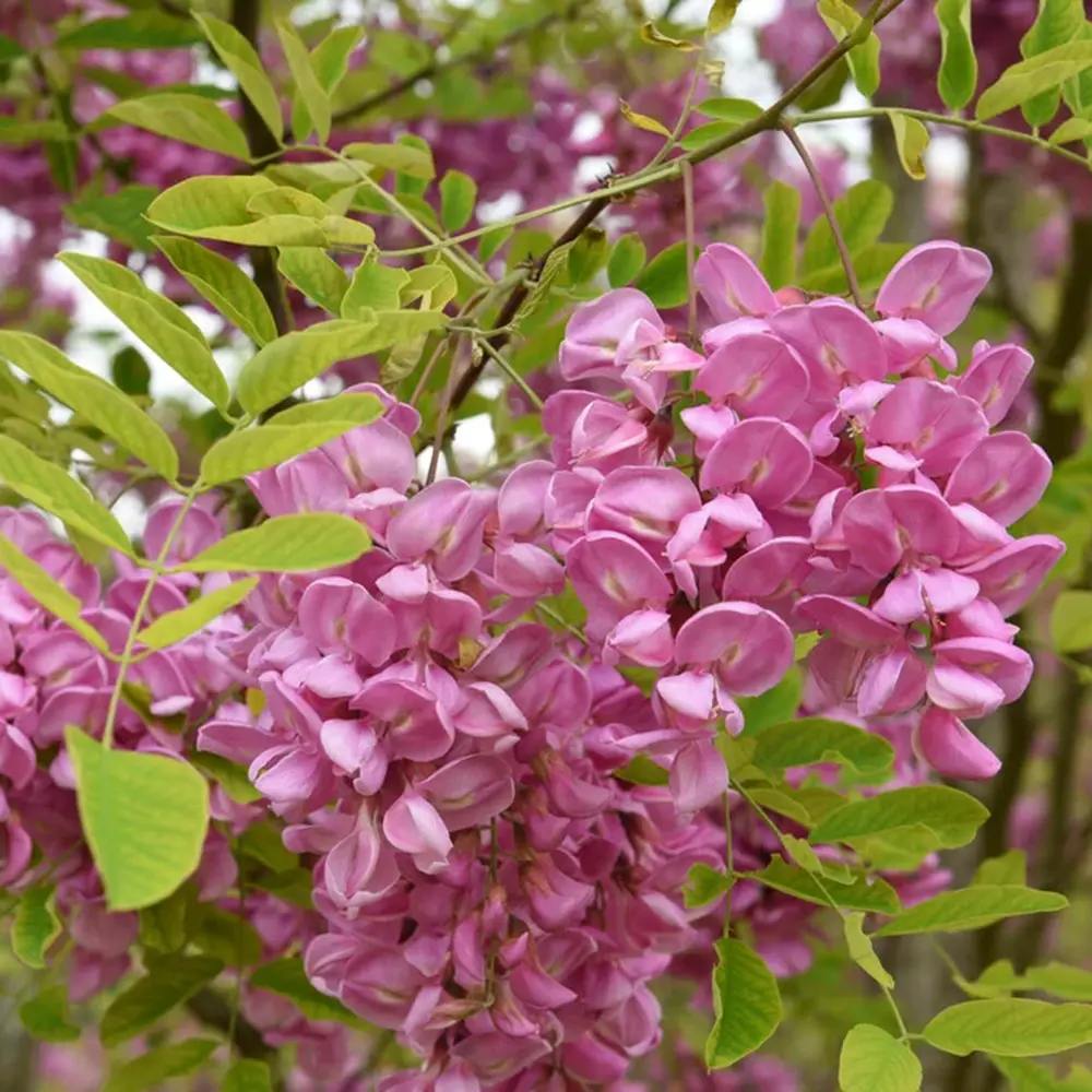 Salcam Pink Cascade, arbore ornamental cu flori roz parfumate, crestere rapida, rezistent la frig