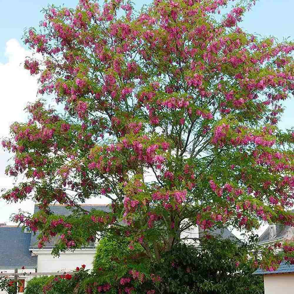 Salcam Pink Cascade, arbore ornamental cu flori roz parfumate, crestere rapida, rezistent la frig