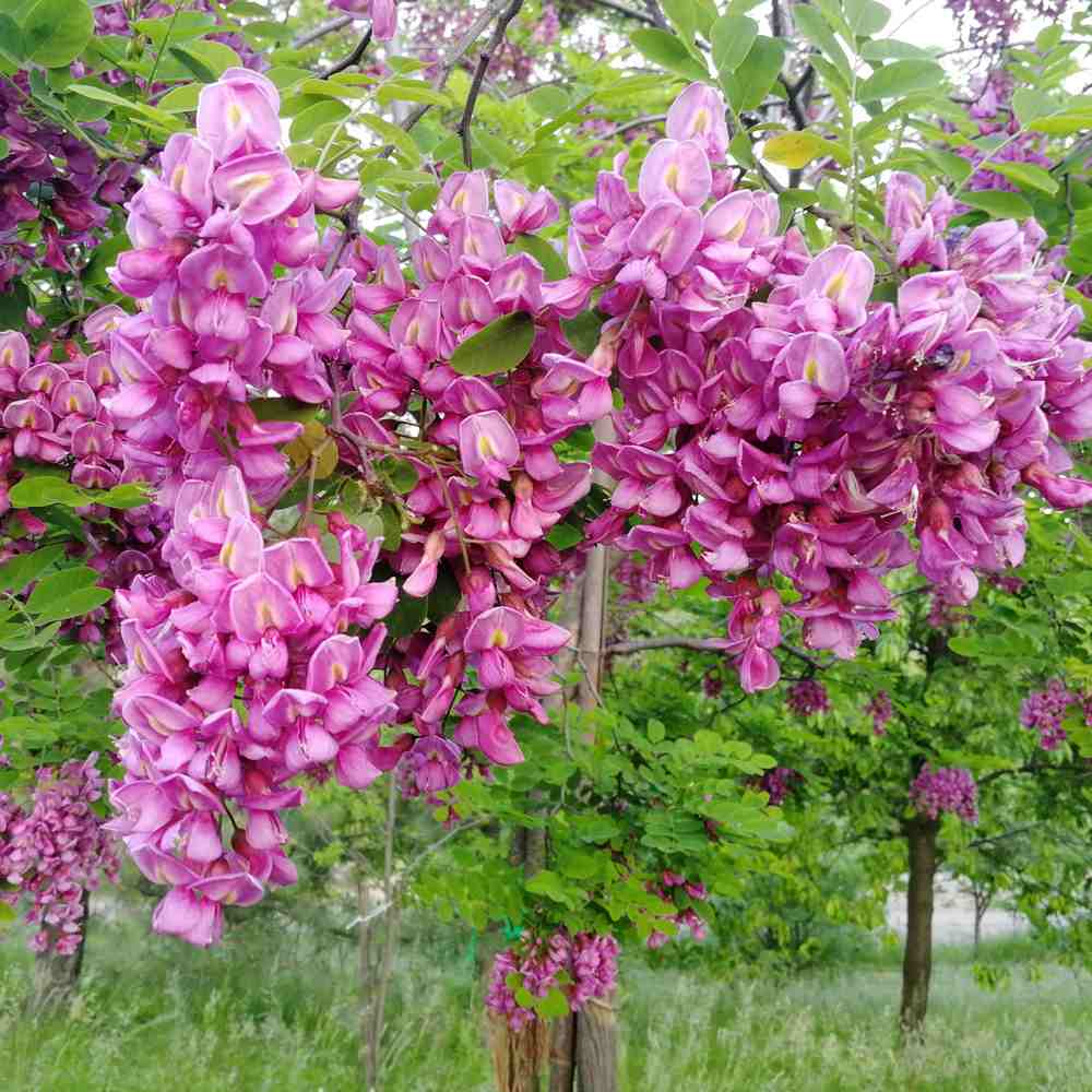 Salcam Pink Cascade, arbore ornamental cu flori roz parfumate, crestere rapida, rezistent la frig