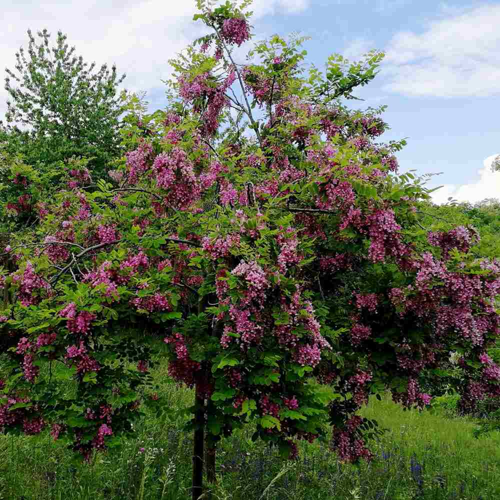 Salcam Pink Cascade, arbore ornamental cu flori roz parfumate, crestere rapida, rezistent la frig